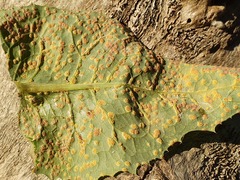 Miyagia pseudosphaeria