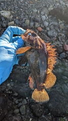 Sebastes rastrelliger