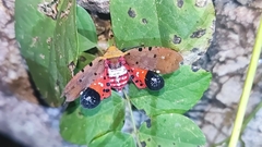 Penthicodes atomaria