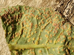 Miyagia pseudosphaeria