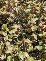 Skinnera