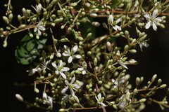 Bursaria spinosa spinosa