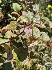 Skinnera