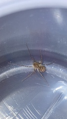 Scytodes globula