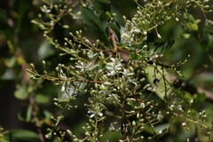 Bursaria spinosa spinosa