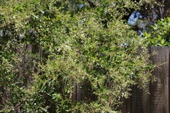 Bursaria spinosa spinosa