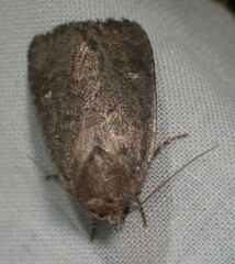 Pseudorthodes vecors