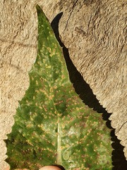 Miyagia pseudosphaeria