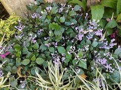 Plectranthus