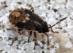 Nysiini