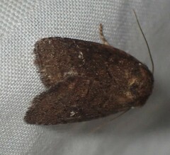 Pseudorthodes vecors