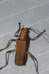 Chauliognathus cinguliventris