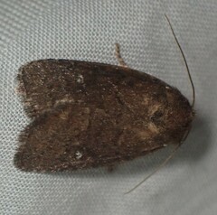 Pseudorthodes vecors