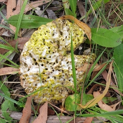 Laetiporus portentosus