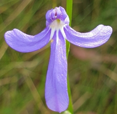 Lobelia gibbosa