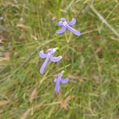 Lobelia gibbosa