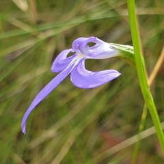 Lobelia gibbosa