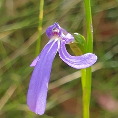 Lobelia gibbosa