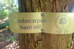 Podocarpus henkelii