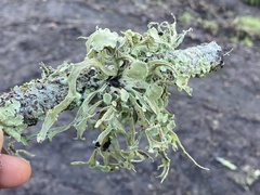 Ramalina leptocarpha