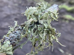 Ramalina leptocarpha