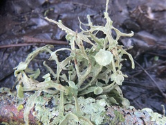 Ramalina leptocarpha