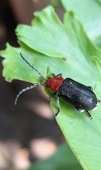 Cacoscelis nigripennis