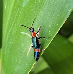 Carphurus