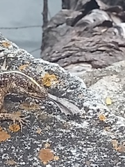 Tropidurus semitaeniatus