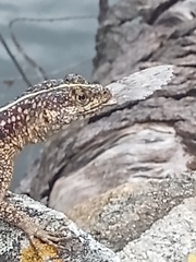 Tropidurus semitaeniatus