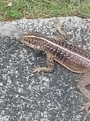 Tropidurus semitaeniatus