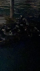 Zalophus californianus