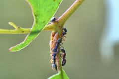 Dolichoderus scabridus