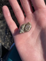 Acanthinucella spirata