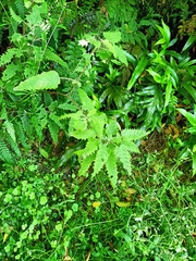 Urtica ferox