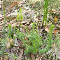 Acrotriche serrulata