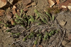 Nassauvia pyramidalis