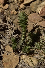 Nassauvia pyramidalis