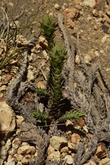 Nassauvia pyramidalis