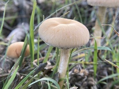 Leratiomyces percevalii