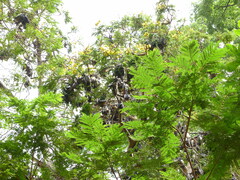 Eidolon helvum