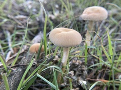 Leratiomyces percevalii