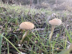 Leratiomyces percevalii