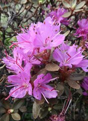 Rhododendron lapponicum