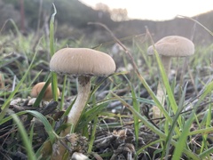 Leratiomyces percevalii