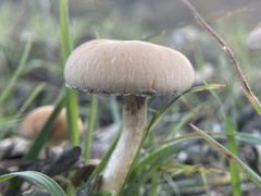 Leratiomyces percevalii