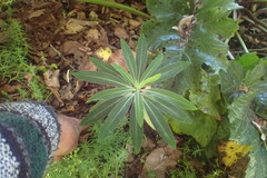 Euphorbia mellifera