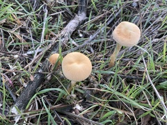 Leratiomyces percevalii