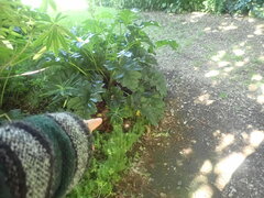 Euphorbia mellifera
