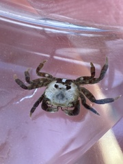 Hemigrapsus oregonensis